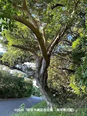 国営沖縄記念公園（海洋博公園）の事例