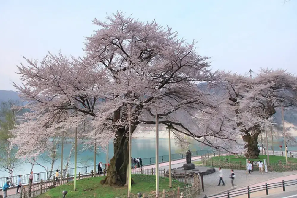荘川桜2世 樹勢回復プロジェクトの事例写真5