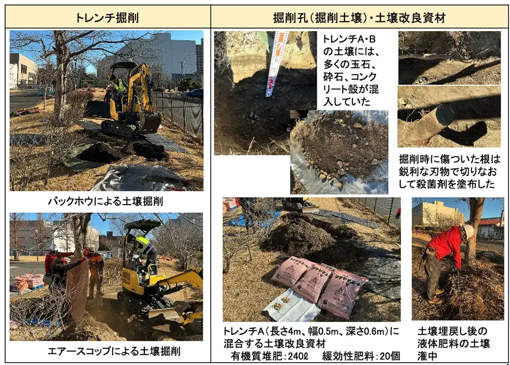 荘川桜2世 樹勢回復プロジェクトの事例写真3
