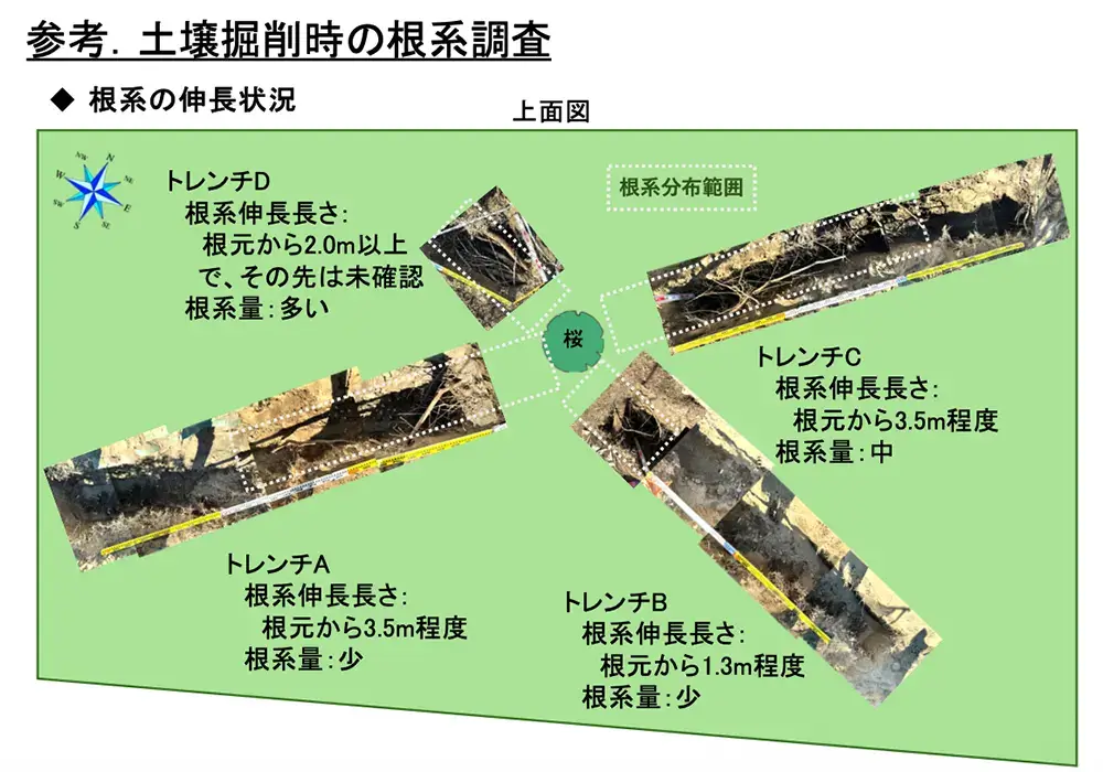荘川桜2世 樹勢回復プロジェクトの事例写真4