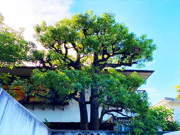 個人邸 F様の事例写真5