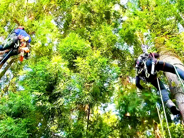 ワグナー・ナンドール アートギャラリーの事例写真2